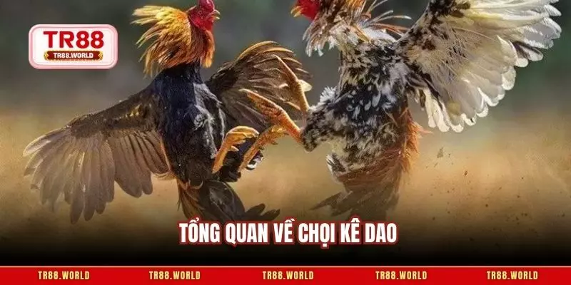 Tổng quan về chọi kê dao